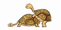 Turtle sex
